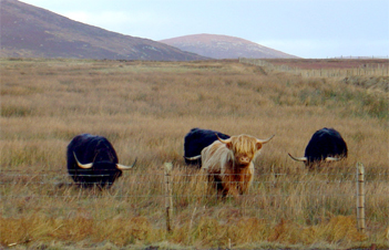 tigh-na-mara view